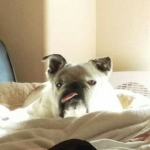 Meet your Posher, Cesar